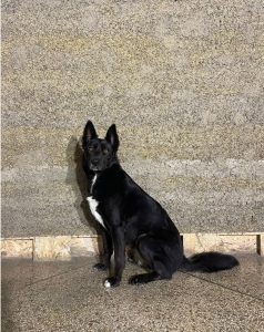 mascotte chantier participatif béton de chanvre